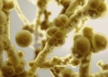 Surto de Superfungo atinge Hospital da Bahia