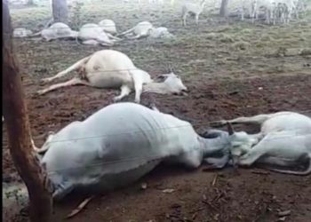 Raio mata 14 cabeças de gado em fazenda no oeste baiano