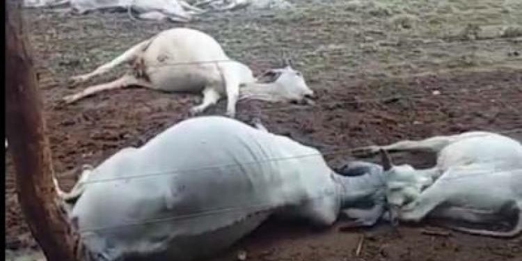 Raio mata 14 cabeças de gado em fazenda no oeste baiano