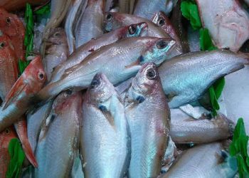 Irmãs são internadas com doença da urina preta, causada por peixe