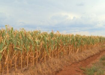 Seca e chuva aumentam custos no campo e devem pressionar inflação dos alimentos em 2022