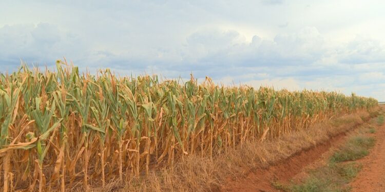 Seca e chuva aumentam custos no campo e devem pressionar inflação dos alimentos em 2022