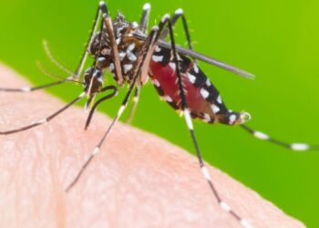 Sesab tem reunião de monitoramento com os 17 municípios baianos em altíssimo risco para dengue