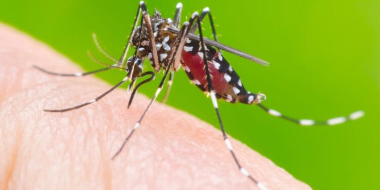 Sesab tem reunião de monitoramento com os 17 municípios baianos em altíssimo risco para dengue