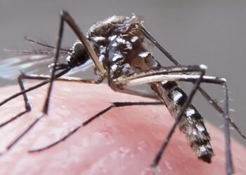 Com quase 800 casos confirmados, Itabuna vive epidemia de dengue
