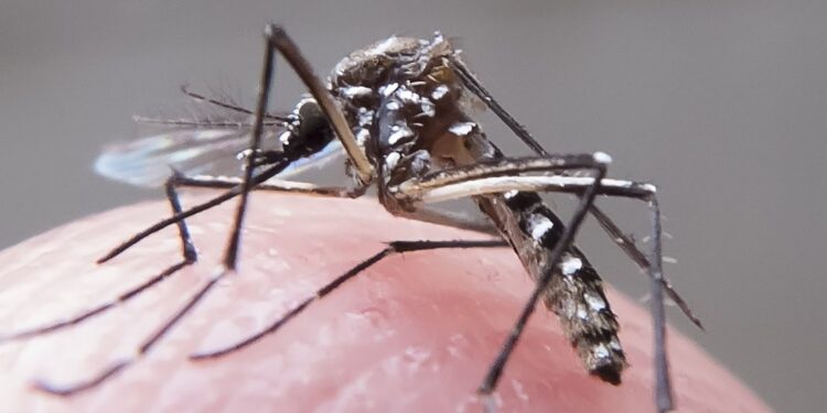 Com quase 800 casos confirmados, Itabuna vive epidemia de dengue