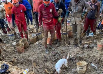 Cadela farejadora ajuda bombeiros da Bahia e encontra vítimas da chuva em Recife