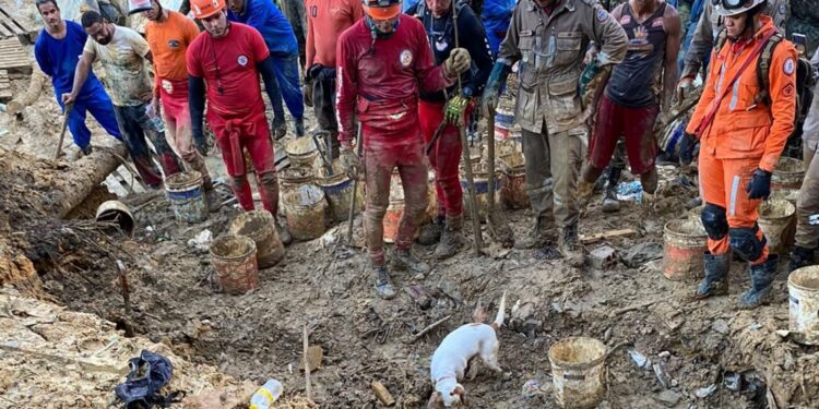 Cadela farejadora ajuda bombeiros da Bahia e encontra vítimas da chuva em Recife