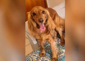 Homem mata cachorro da namorada por ciúmes da relação dela com animal