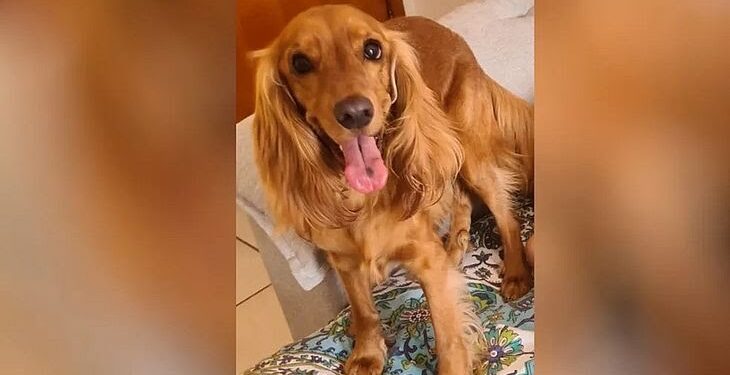 Homem mata cachorro da namorada por ciúmes da relação dela com animal