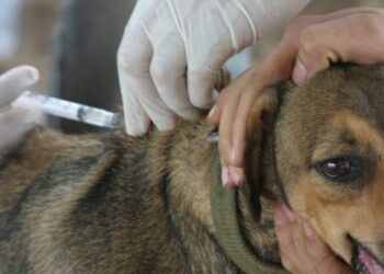 Candeias: Campanha de vacinação antirrábica acontece na sede e nos distritos