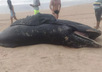 Filhote de baleia Jubarte é encontrado morto na praia de Ipitanga