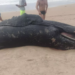 Filhote de baleia Jubarte é encontrado morto na praia de Ipitanga