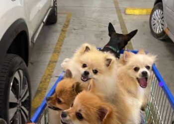 Mais de 50 cães morreram por intoxicação por petiscos