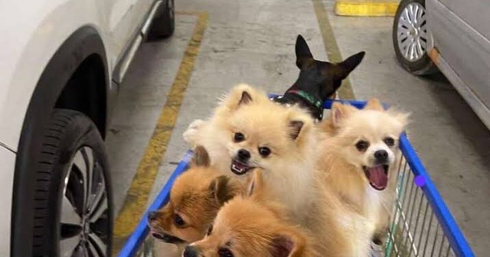 Mais de 50 cães morreram por intoxicação por petiscos