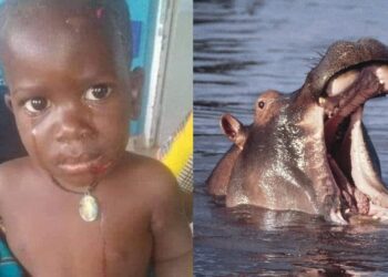 Criança de 2 anos é engolido por hipopótamo