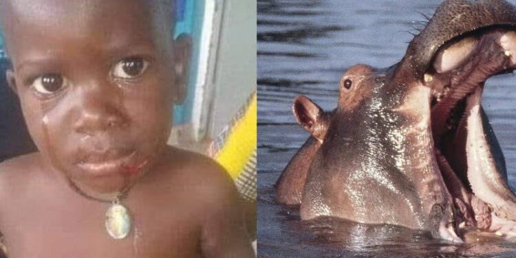 Criança de 2 anos é engolido por hipopótamo