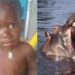 Criança de 2 anos é engolido por hipopótamo
