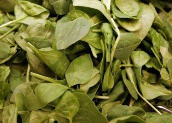 Espinafre ‘alucinógeno’ gera hospitalização em massa após ingerir o vegetal