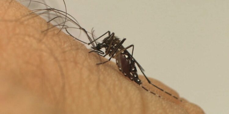 Brasil vive explosão de casos de dengue este ano, e pode terminar com recorde de mortes pela doença
