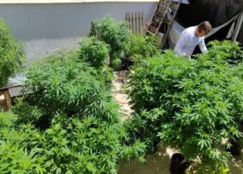 Venda nas farmácias de produtos à base de cannabis cresce 342,3%, indica pesquisa