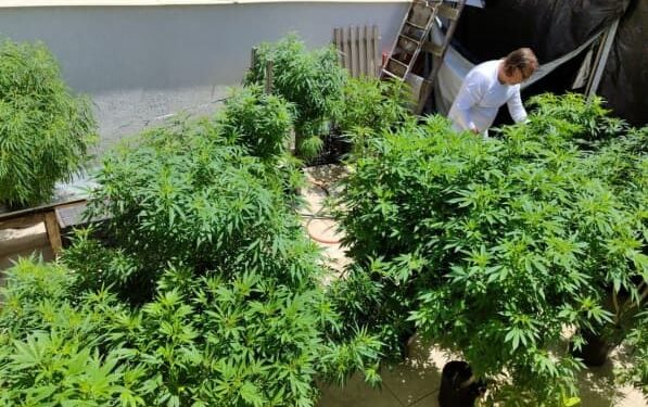 Venda nas farmácias de produtos à base de cannabis cresce 342,3%, indica pesquisa
