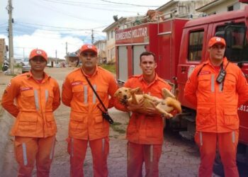 Cachorro é resgatado após cair em penhasco com 35 metros de altura  em Teixeiras de Freitas
