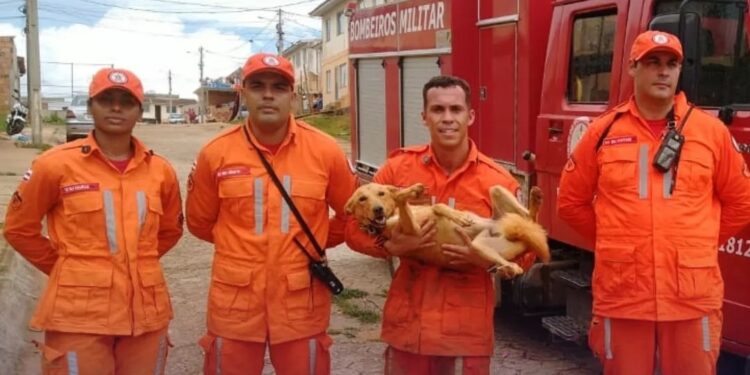 Cachorro é resgatado após cair em penhasco com 35 metros de altura  em Teixeiras de Freitas