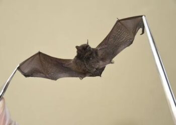 Secretaria de Saúde da Bahia emite alerta após Lacen diagnosticar nove casos de raiva em morcegos, nas cidades de Dias D’Ávila, Camaçari e Catu
