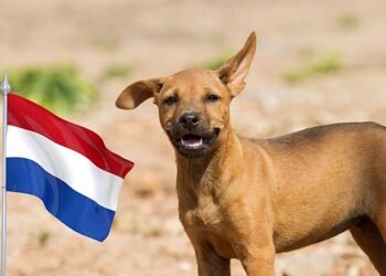 Holanda dá exemplo ao mundo e zera número de cachorros de rua no país