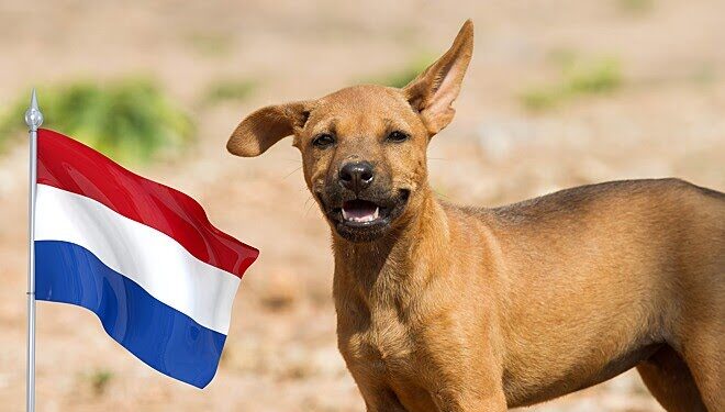 Holanda dá exemplo ao mundo e zera número de cachorros de rua no país
