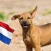 Holanda dá exemplo ao mundo e zera número de cachorros de rua no país