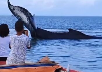 Baleia Jubarte fica encalhada no mar em São Francisco do Conde
