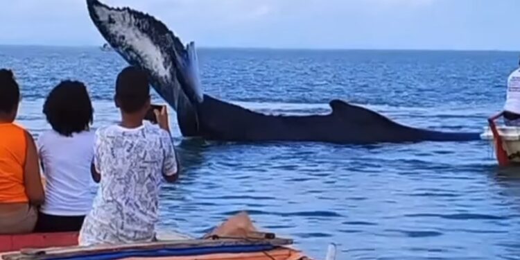 Baleia Jubarte fica encalhada no mar em São Francisco do Conde