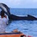 Baleia Jubarte fica encalhada no mar em São Francisco do Conde