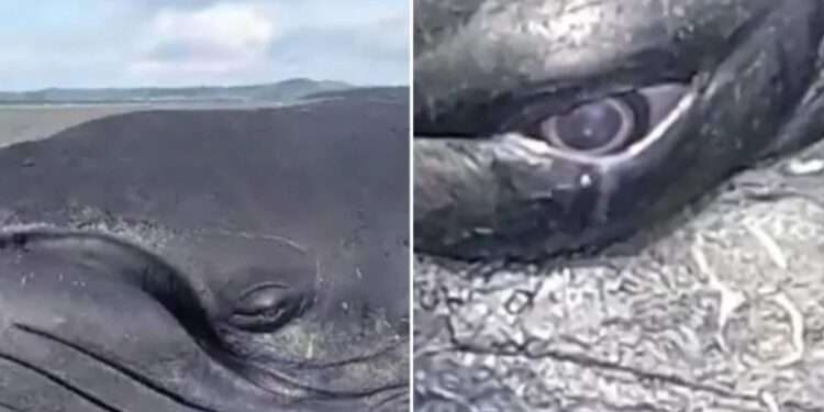 Morre baleia encalhada que “chorou” em vídeo