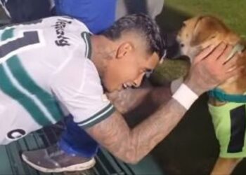 Cão torcedor! Cachorro chama atenção em jogo do Brasileirão