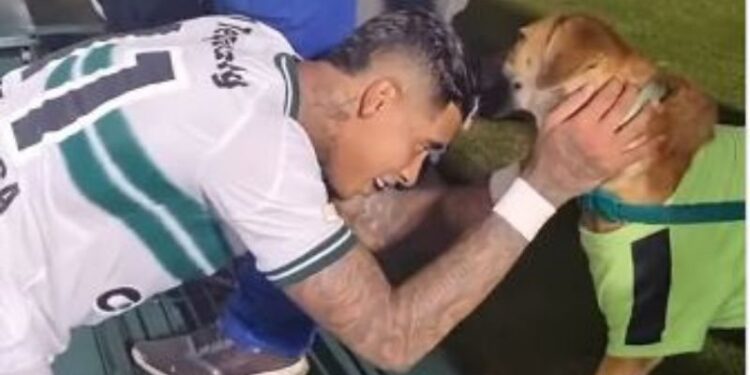 Cão torcedor! Cachorro chama atenção em jogo do Brasileirão