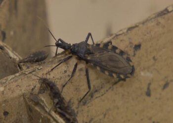 Surto de transmissão da doença de Chagas deixa estado da Bahia em alerta