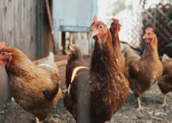 Bahia decreta estado de emergência por causa de gripe aviária