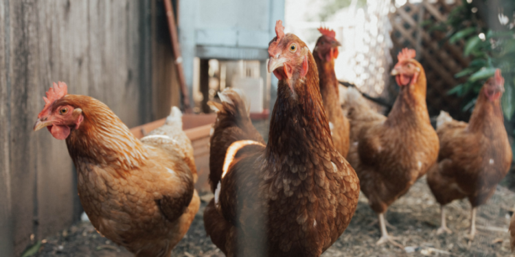 Bahia decreta estado de emergência por causa de gripe aviária
