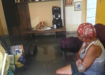 Idosa que teve casa alagada e salvou cachorro ganha mais de R$ 100 mil, em vaquinha virtual em menos de 1 dia