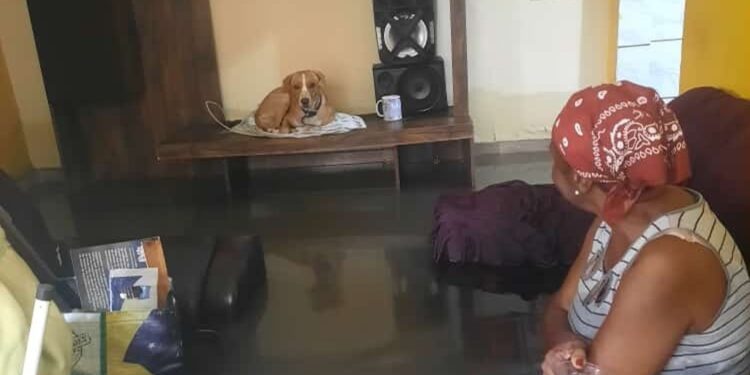 Idosa que teve casa alagada e salvou cachorro ganha mais de R$ 100 mil, em vaquinha virtual em menos de 1 dia