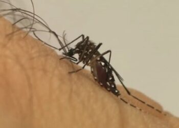 OMS diz que dengue deve atingir pico e alerta que conter alta de casos é desafio
