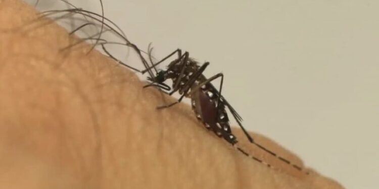 OMS diz que dengue deve atingir pico e alerta que conter alta de casos é desafio