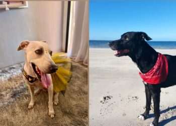 Dia Nacional dos Animais; vamos celebrar e conscientizar sobre a luta contra os maus-tratos