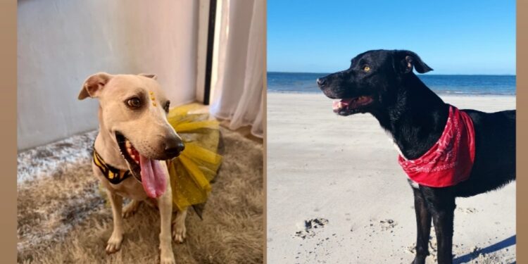 Dia Nacional dos Animais; vamos celebrar e conscientizar sobre a luta contra os maus-tratos