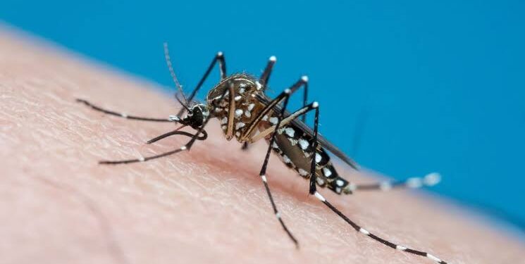 Dengue: Altas temperaturas por mais tempo favorecem aparecimento da doença