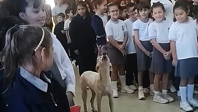 Cachorro caramelo é flagrado cantando o hino junto com crianças de escola