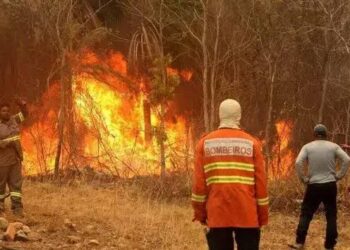 Profissionais tentam salvar animais que ficaram isolados por causa das queimadas no Pantanal